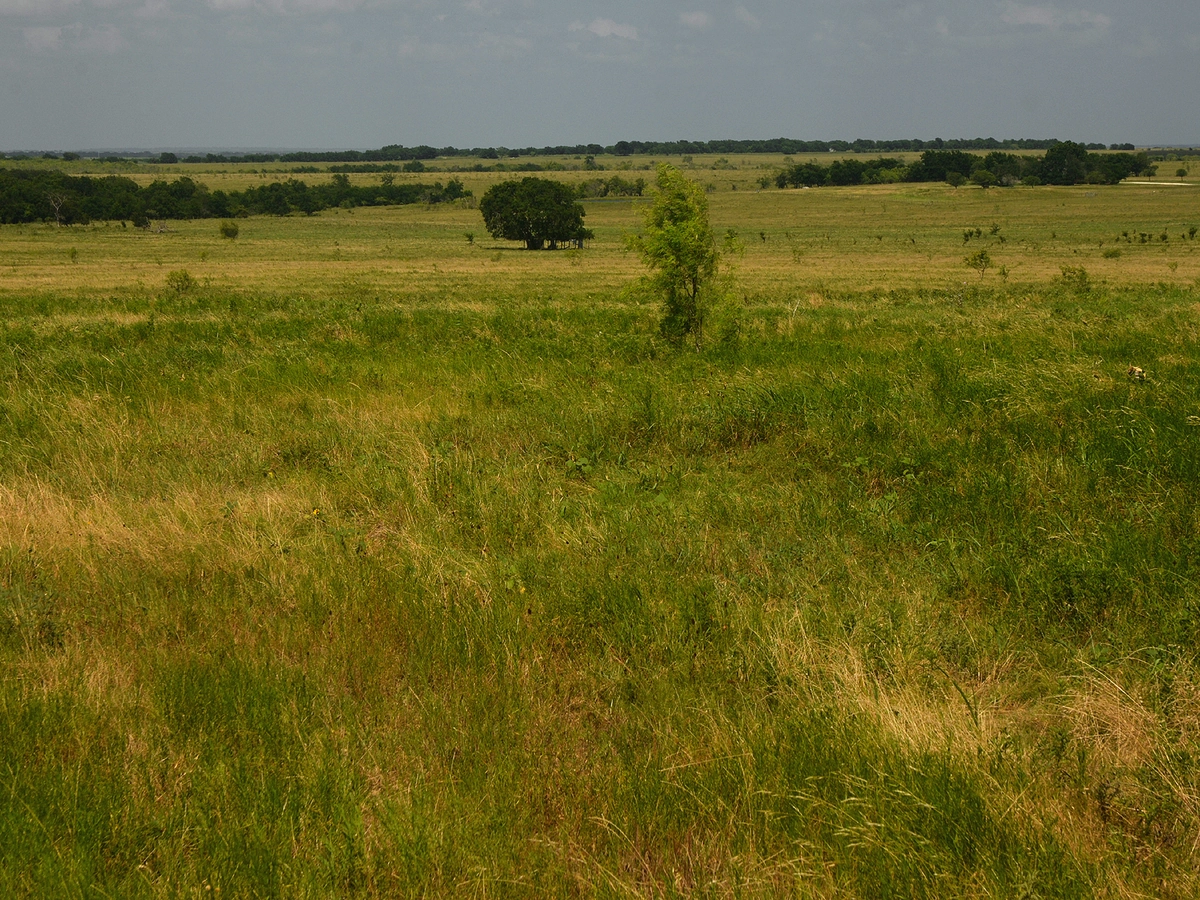 Ranch Acreage in Conroe